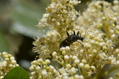 Pseudoxylosteus ornatus