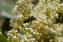 Pseudoxylosteus ornatus