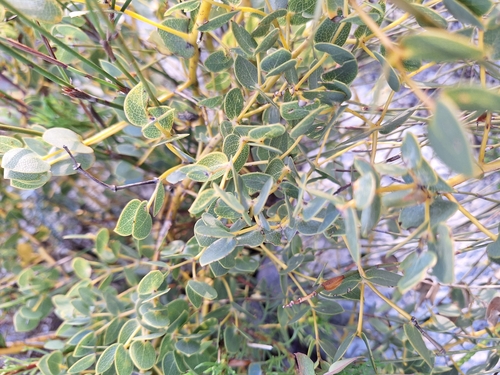 Image of Rafnia acuminata by (c) Adele SL, some rights reserved (CC BY)