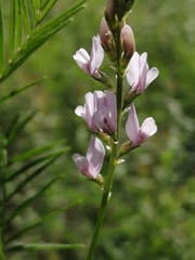 Astragalus sulcatus