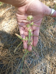 Polemoniaceae