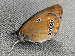 Coenonympha oedippus