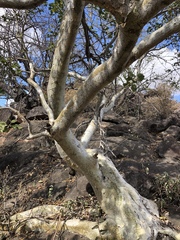 Ficus tettensis