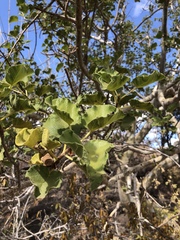 Ficus tettensis