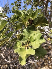 Ficus tettensis