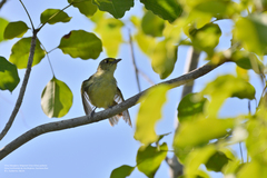 Vireo pallens