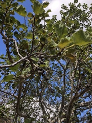 Ficus tettensis