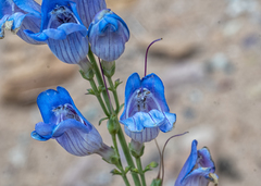 Penstemon comarrhenus