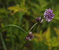 Allium strictum