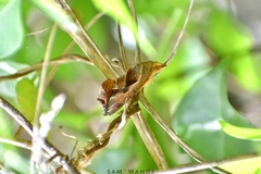 Oraesia emarginata