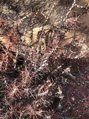 Euphorbia aeruginosa