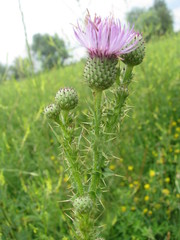Cirsium alatum