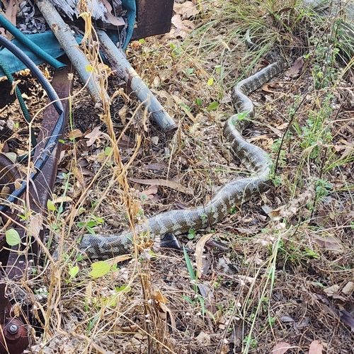 Darwin Carpet Python sighting