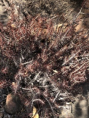 Euphorbia aeruginosa