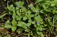 Stemodia verticillata