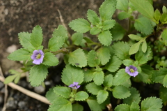 Stemodia verticillata