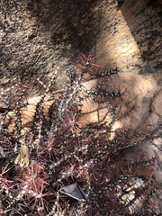 Euphorbia aeruginosa