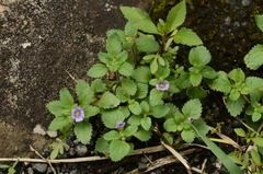 Stemodia verticillata