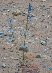 Penstemon comarrhenus
