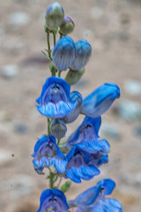 Penstemon comarrhenus