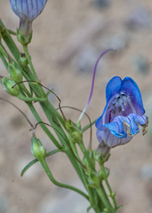Penstemon comarrhenus