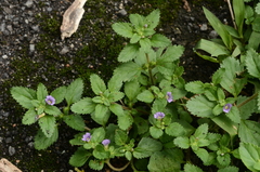 Stemodia verticillata