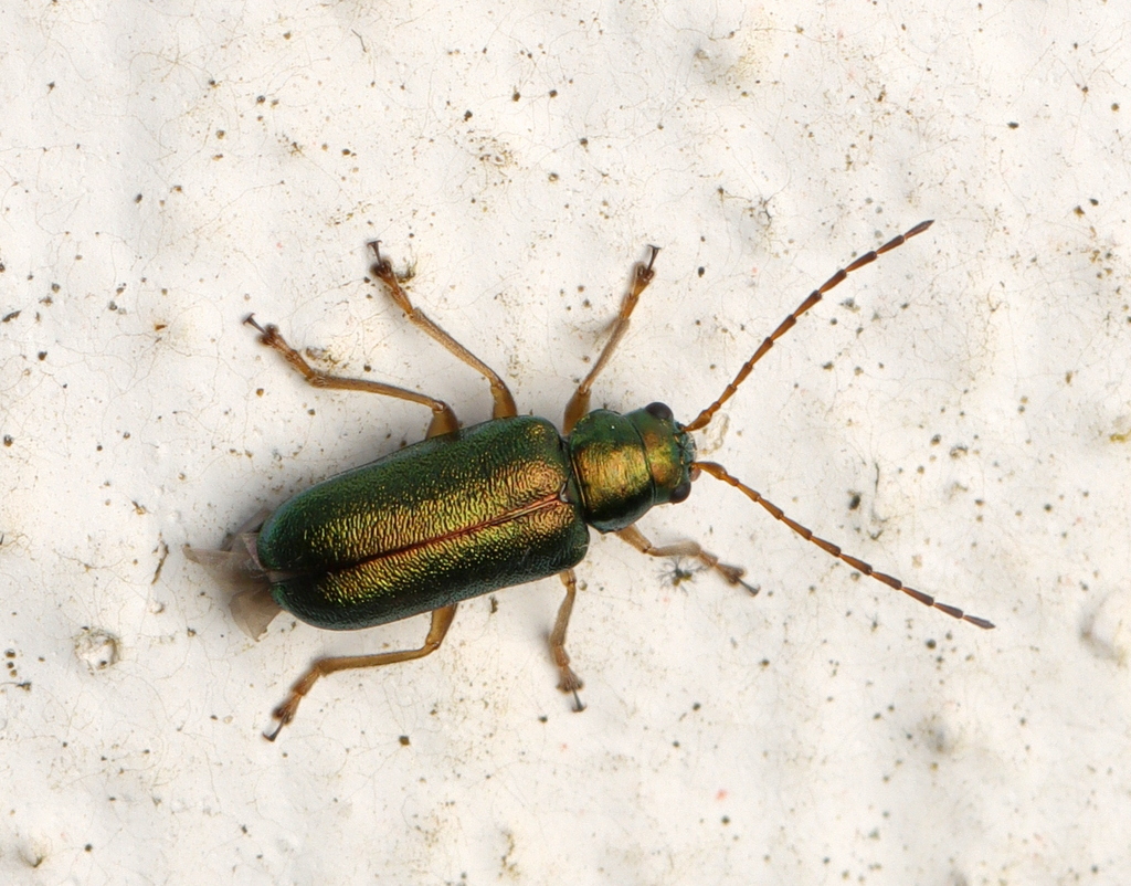 Pseudapophylia smaragdipennis