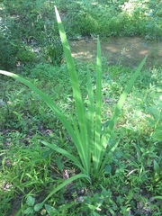 Iris virginica