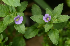 Stemodia verticillata