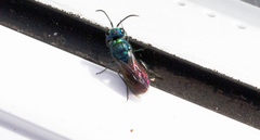 Chrysis ignita