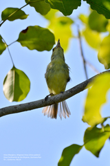 Vireo pallens
