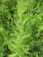 Cirsium alatum