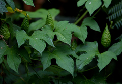 Momordica cochinchinensis