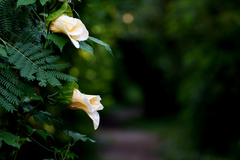 Momordica cochinchinensis