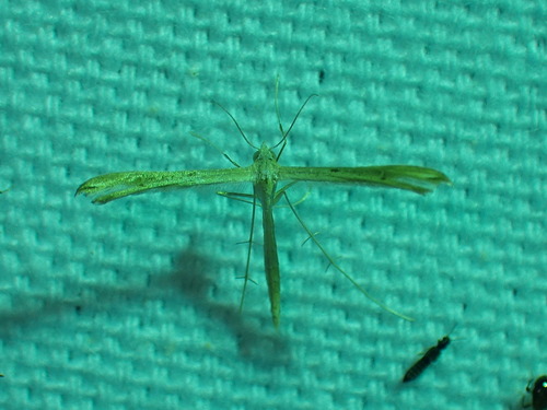 Pale-streaked Plume Moth