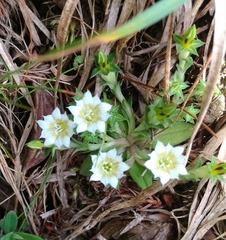 Gentiana scabrida horaimontana
