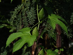 Momordica cochinchinensis