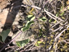 Adenia spinosa