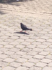Columba livia domestica