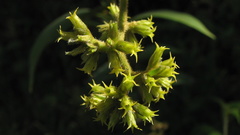 Tournefortia villosa