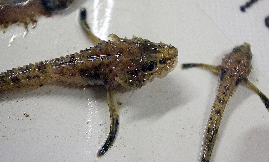 Atlantic Poacher