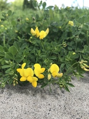Lotus corniculatus