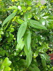 Dioscorea japonica