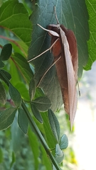 Theretra alecto