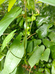 Dioscorea japonica