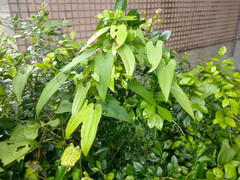 Dioscorea japonica
