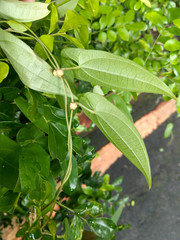 Dioscorea japonica