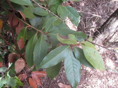 Laurus novocanariensis