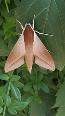 Theretra alecto
