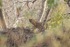 Panthera tigris tigris
